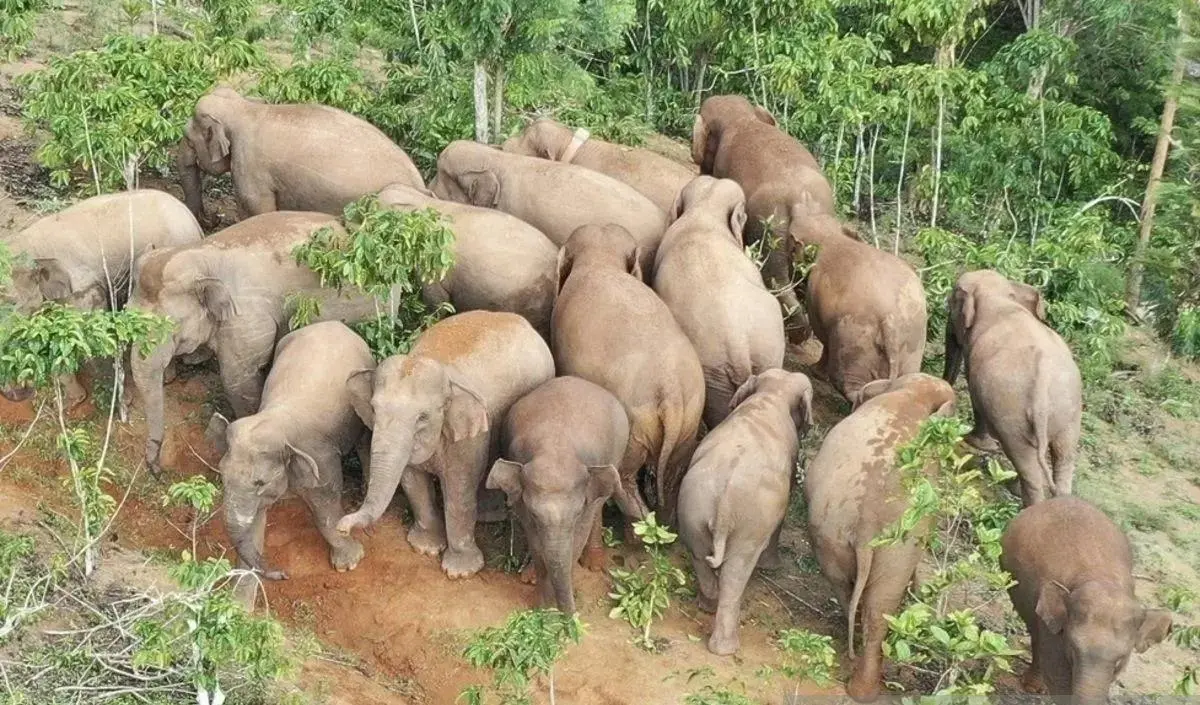 Bukan Isu! Gajah Liar Sudah Seminggu di Suoh, GPS Tunjukkan Lokasi Terakhir
