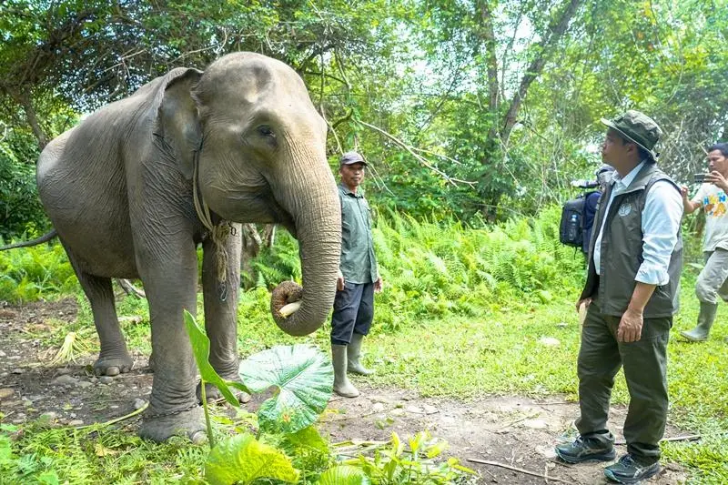 Operasi Gabungan Merah Putih Kemenhut Kawal Bentang Alam Seblat: Ribuan Hektare Direstorasi, Koridor Gajah Diperkuat