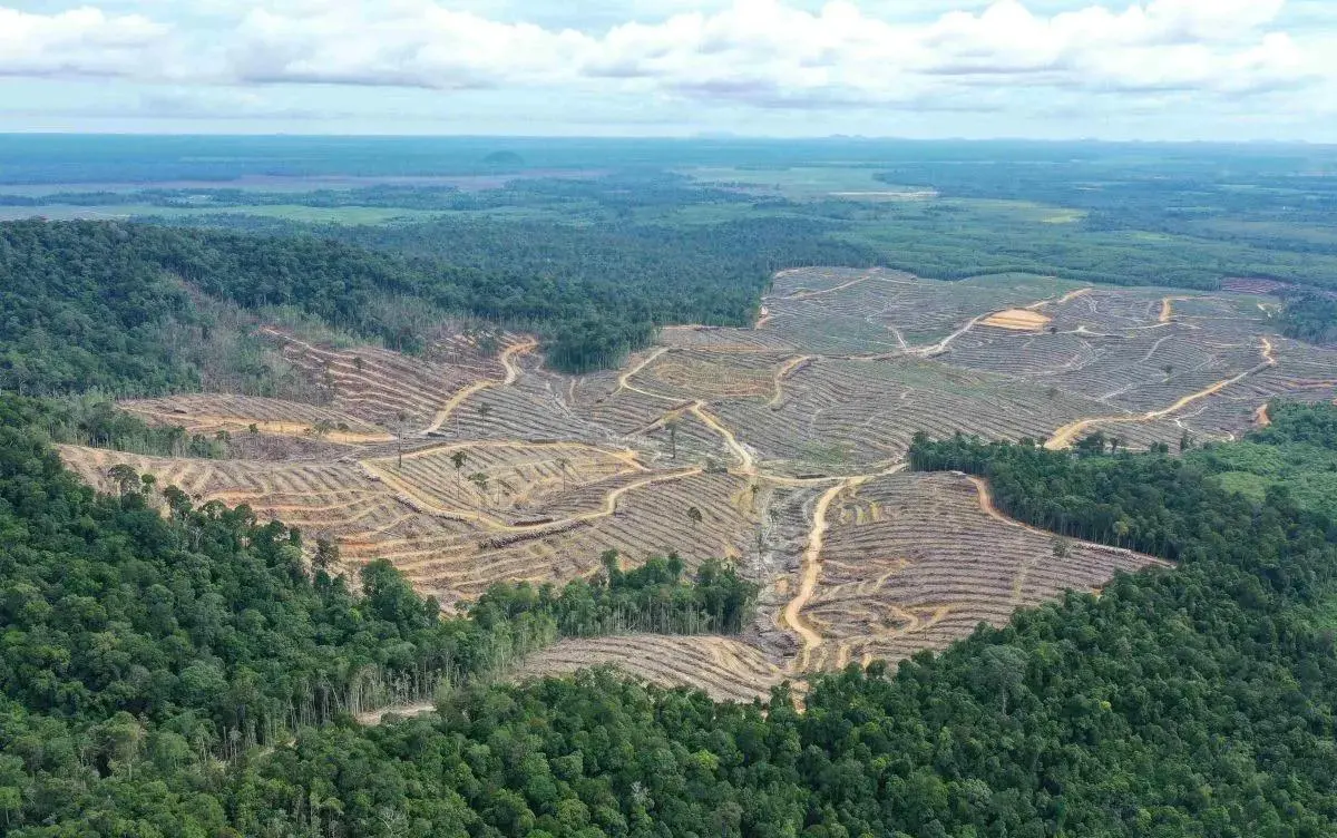 Air Mata Hutan Kalimantan: Tragedi Deforestasi yang Tak Terbendung!