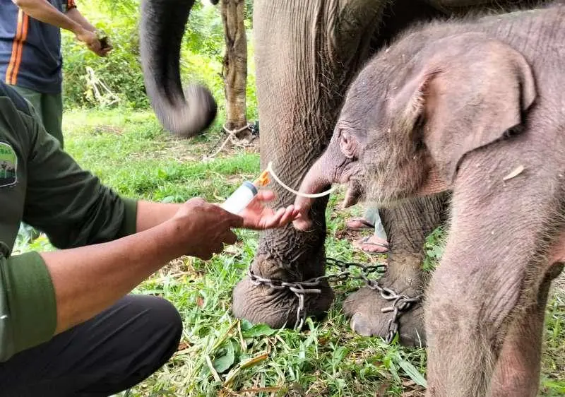 Anak Gajah Sumatera Betina Lahir di TN Way Kambas dalam Kondisi Sehat dan Stabil