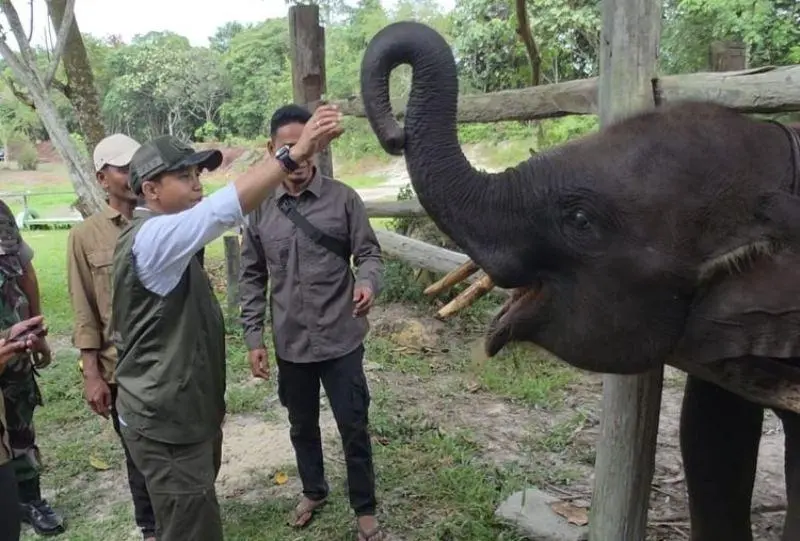 Menhut Pastikan Restorasi Habitat Tesso Nilo Terus Dilakukan: Rumah Gajah Domang dan Keluarga Aman