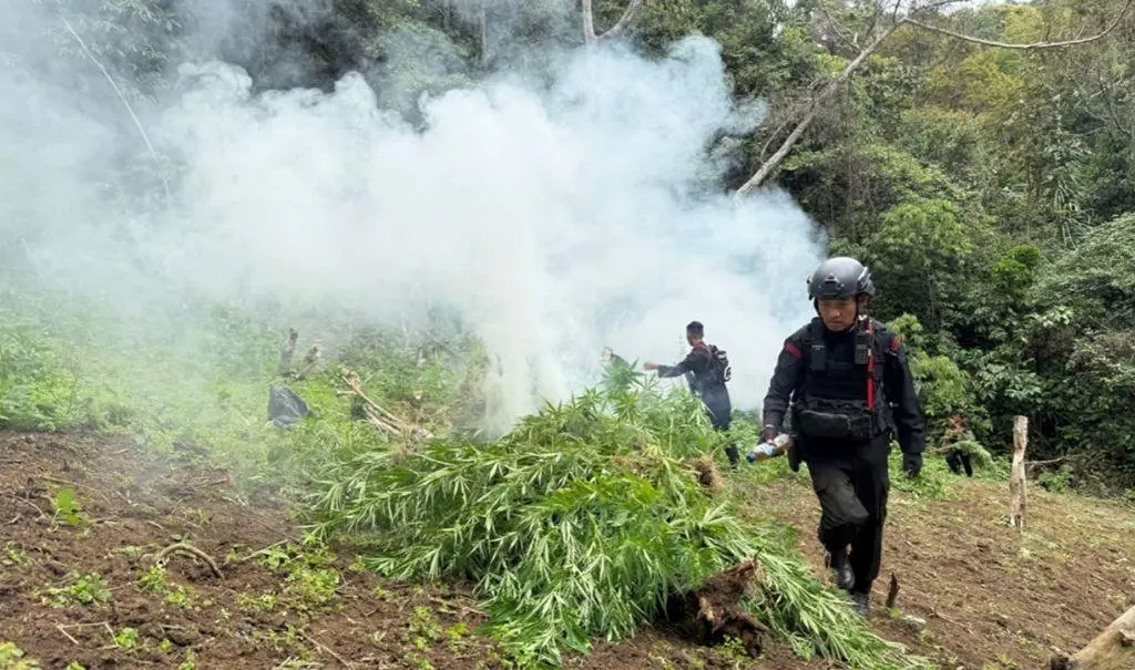 10 Hektar Ladang Ganja di Perbukitan Mandailing Natal Dimusnahkan Polisi