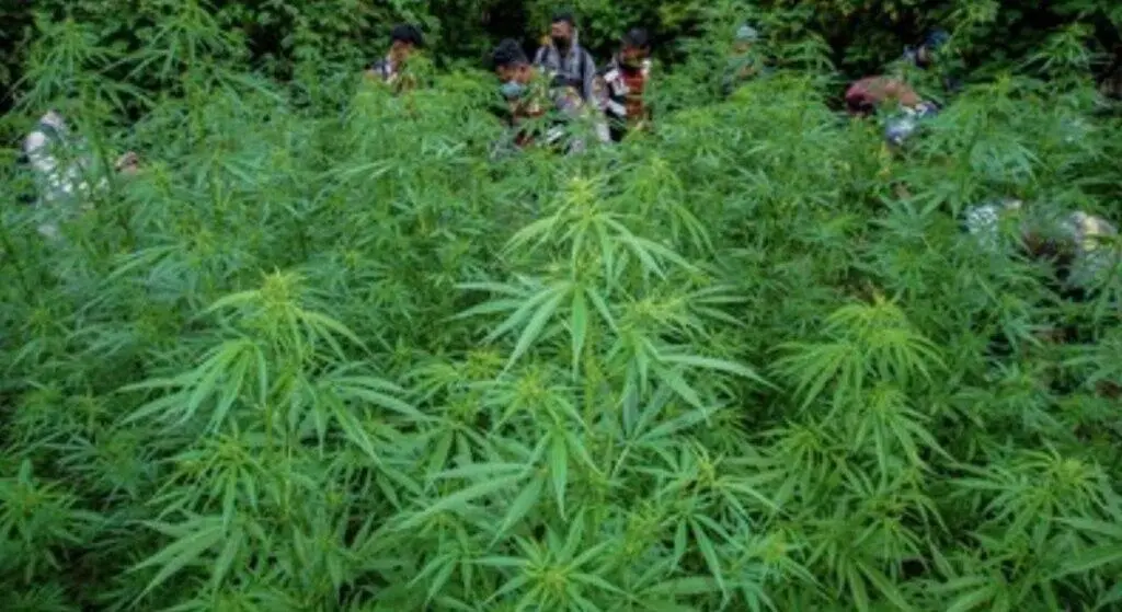 Polres Tanah Karo Bongkar Ladang Ganja di Perbukitan Pancur Batu, 400 Batang Tanaman Dimusnahkan