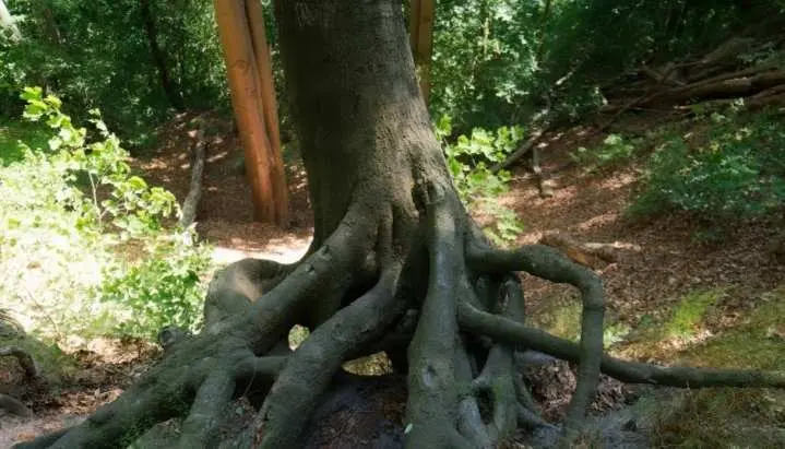 Waspada! Ini Syarat Tanah Disebut Terlantar dan Bisa Disita Pemerintah