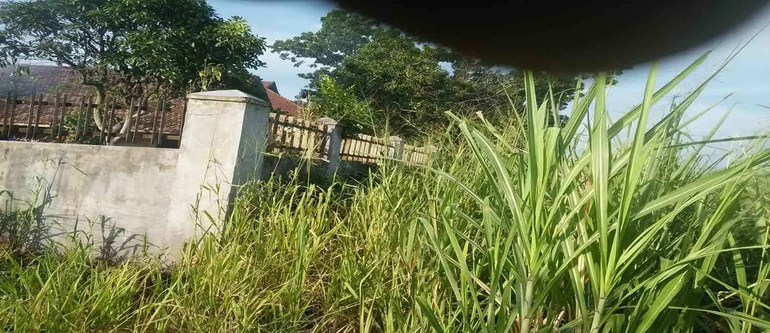 Warga Tuding PTPN I Sewenang-wenang Rusak Tanaman Tanpa Dasar Hukum