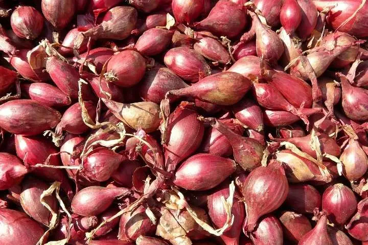 Update Harga Pangan Nasional: Banyak Komoditas Mengalami Penurunan  ‎