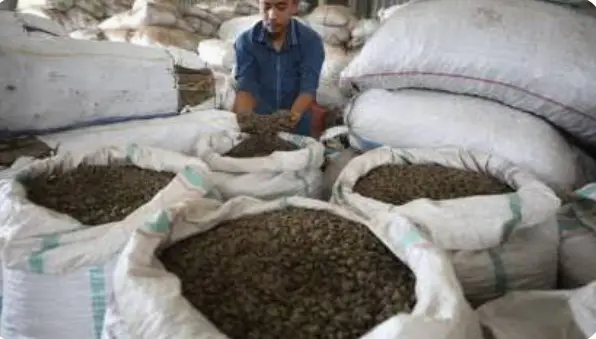 Gaharu, Emas Hijau Indonesia yang Mendunia Lewat CV Gaharu Aneka Jaya