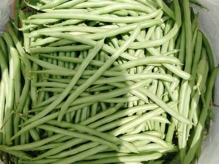 Kacang-Kacangan, Alternatif Sehat Pengganti Daging bagi Vegetarian  ‎