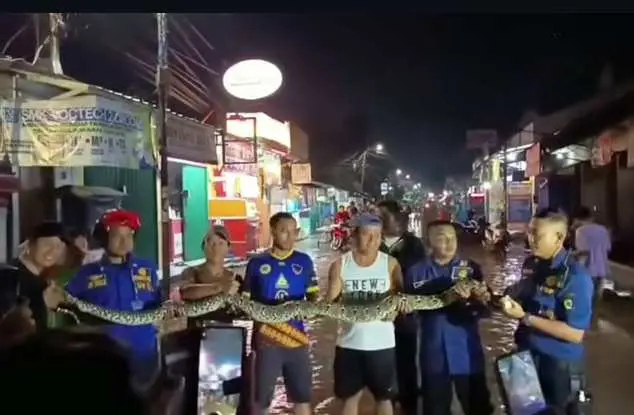 Banjir di Cibodas Tangerang, Ular Sanca dan Biawak Besar Muncul di Tengah Pemukiman  ‎