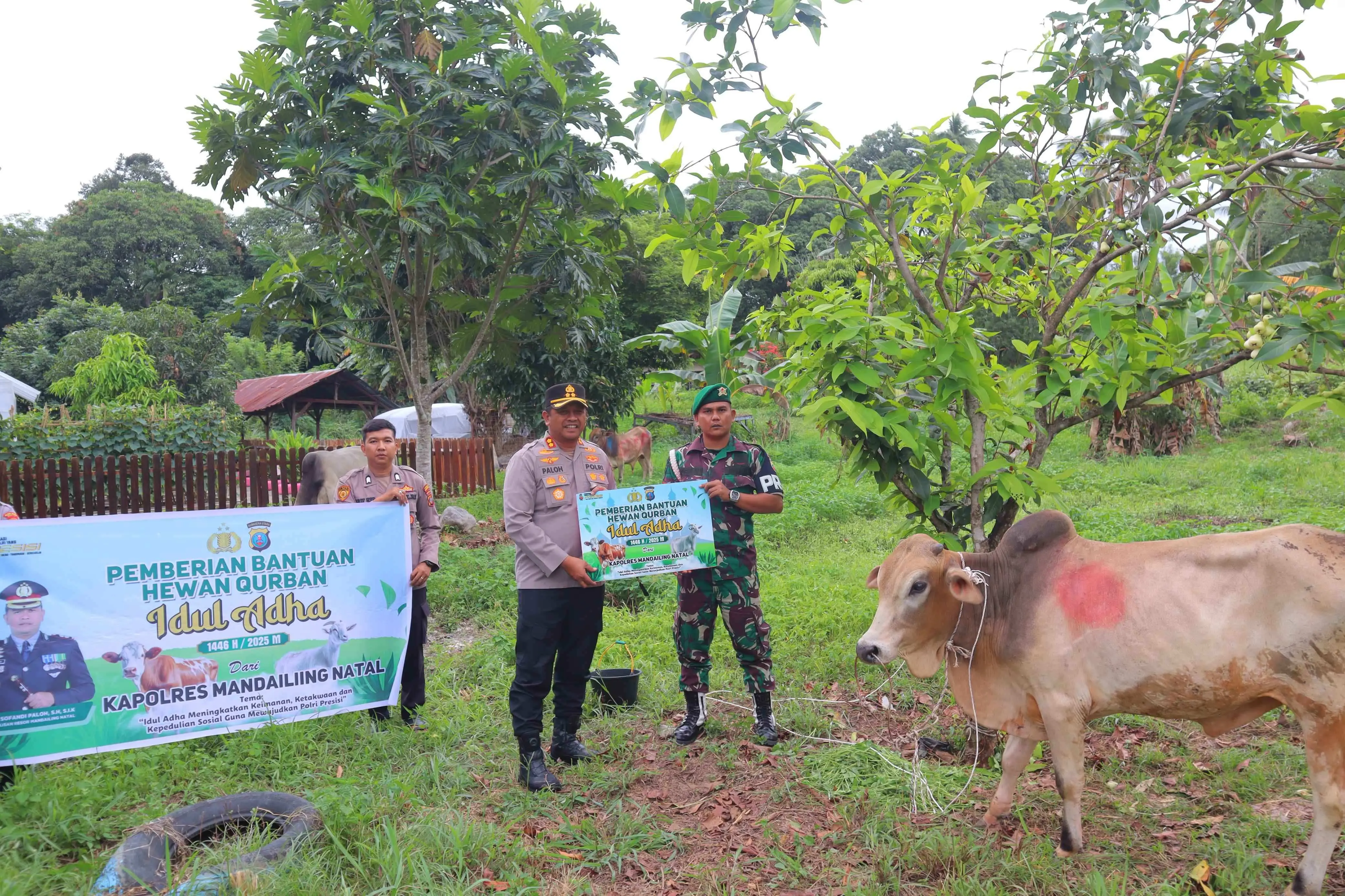 Polres Madina Berkurban 24 Ekor Sapi dan 3 Kambing Pada Idul Adha 1446 Hijriah