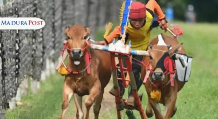 Sumenep Siap Gelar Kerapan Sapi Piala Presiden 2025, Tradisi Madura yang Mendunia