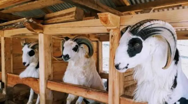 Bolehkah Beli Hewan Qurban Secara Nyicil? Ini Penjelasan Ulama