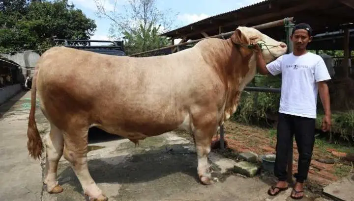 ‎Berbobot 1 Ton Lebih, Ini Dia Sapi Kurban Milik Presiden Prabowo di Tangerang  ‎