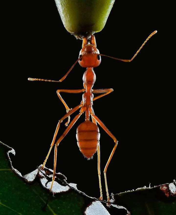 Waspada Serbuan Semut di Rumah! Usir dengan 7 Cara Alami Ini Setiap Malam