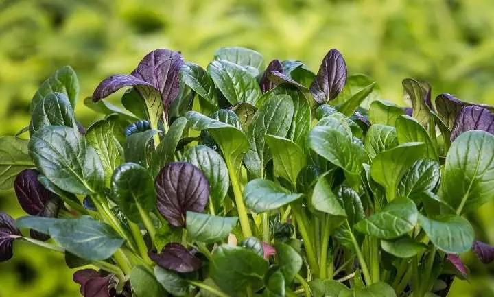 Kaya Akan Nutrisi, Simak Manfaat Luar Biasa Daun Bayam Bagi Kesehatan