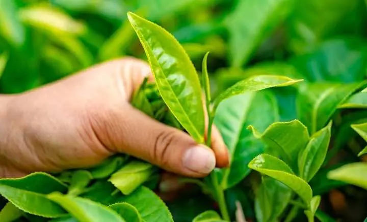 Selain Dijadikan Minuman yang Menyegarkan, Ini Dia Manfaat Daun Teh Bagi Kesehatan   ‎