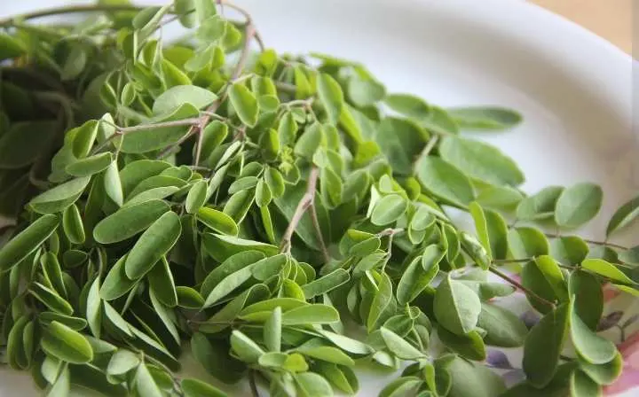 Jarang yang Tahu! Ini Dia Manfaat Luar Biasa Daun Kelor Bagi Kesehatan   ‎