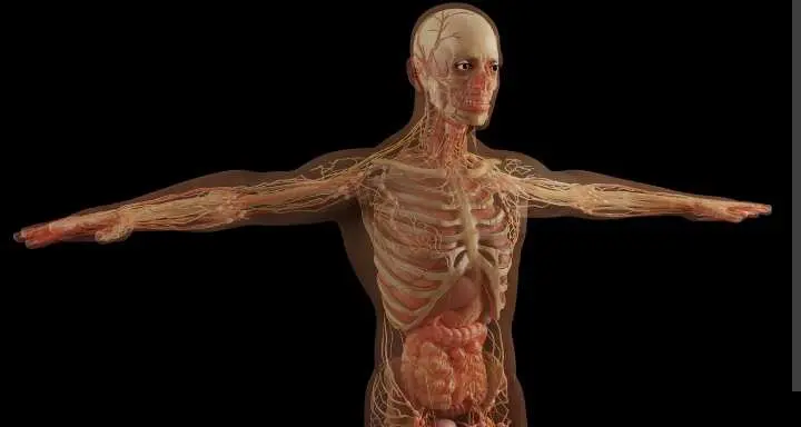 ‎Luar Biasa, Ini Dia 7 Fakta Menarik Tubuh Manusia yang Perlu Kamu Ketahui   ‎