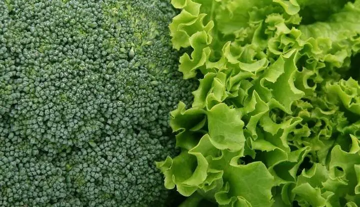 Ayo Hidup Sehat, Makanan Sehat Berikut Ini Dapat Membantu Menurunkan Berat Badan  ‎