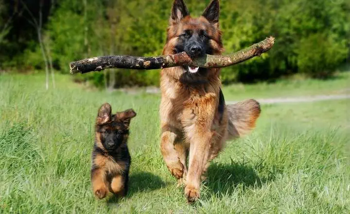 Fakta Menarik Tentang Hewan Anjing, Dari Kemampuan Indera yang Tajam Hingga yang Paling Setia   ‎