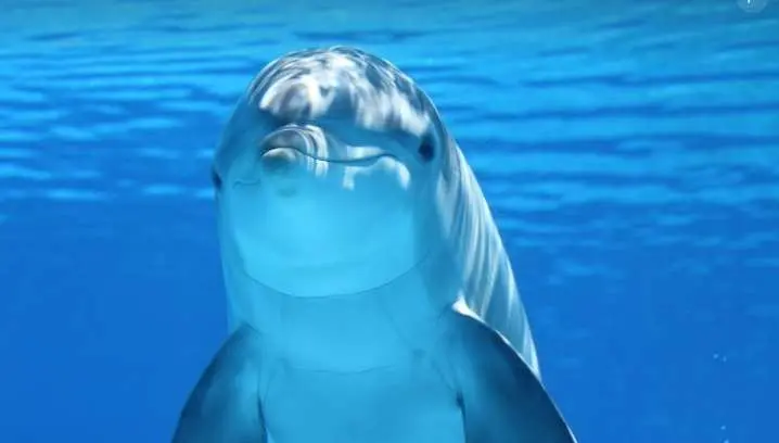 8 Fakta Menarik Hewan Lumba-Lumba, Dari Kecerdasan Hingga Kecepatan di Laut  ‎