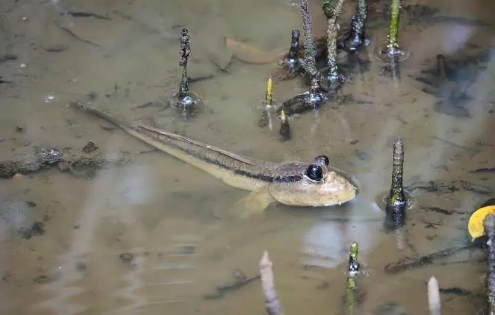 10 Fakta Menarik Dunia yang Mungkin Belum Kamu Ketahui, Salah satunya Spesies Ikan Bisa Berjalan di Darat?  ‎