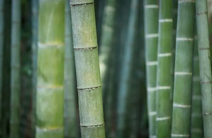 Termasuk Kedalam Jenis Rumput-rumputan, Berikut Fakta Menarik Tanaman Bambu