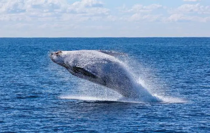 Bukan Golongan Ikan Meski Hidup di Air, Ini Fakta Menarik Paus